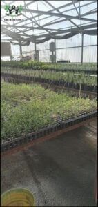 A large number of potted plants are displayed in a nursery, showcasing a variety of plants for sale.