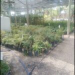 A large number of potted plants are displayed in a nursery, with various sizes and types of plants.
