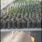 A large number of potted plants are lined up on a table, ready for sale.