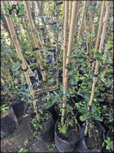 A large number of small trees are growing in pots, with each tree having a blue tag.
