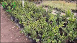 A large number of small trees are planted in the dirt, creating a lush green forest.