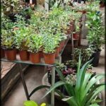 A large table filled with various potted plants, including a large green plant and a smaller plant in a red pot.