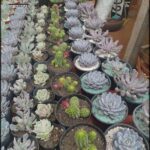 A large variety of cacti are displayed in pots, showcasing their unique shapes and sizes.