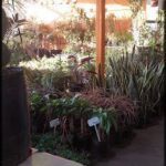 A large variety of plants are displayed in pots, creating a vibrant and lively atmosphere.