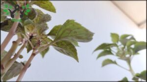 A leafy plant with a spider on it.