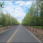A long road with trees on both sides, creating a serene atmosphere.
