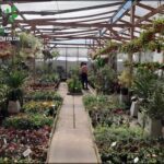 A man and woman are in a greenhouse, surrounded by a variety of plants.