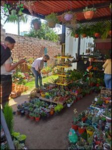 A man and woman are looking at a variety of potted plants, including a tall plant with a yellow and green tower.