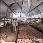 A man and woman are walking through a greenhouse filled with various plants.