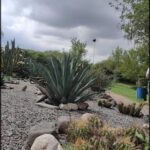 A man is standing in a garden filled with cacti and rocks.