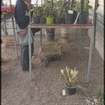 A man is standing next to a table filled with potted plants.