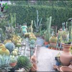 A man stands in a garden filled with various cacti and potted plants.