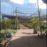 A pathway is lined with many potted plants, creating a beautiful and lush atmosphere.