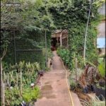 A pathway leads to a garden filled with various plants.
