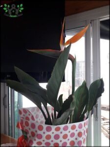 A pink and white polka dot bag holds a large green plant with a long stem.