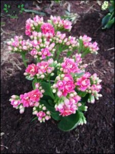 A pink flower in a brown dirt pot.