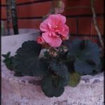 A pink flower is blooming in a pot.