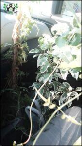 A plant with a long stem is growing in a dark room.