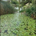 A pond with a green lily pad floating on the water.