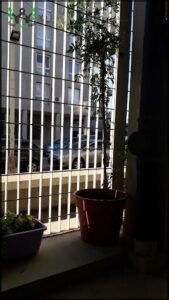 A potted plant is sitting on a windowsill, looking out at the street.