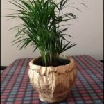 A potted plant with a long green stem is sitting on a table.