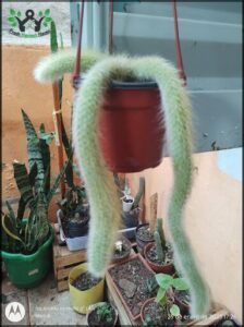 A potted plant with a red pot hangs from a hook, surrounded by other potted plants.