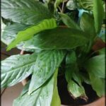 A potted plant with green leaves and a few drops of water on it.