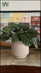 A potted plant with green leaves sits on a table.