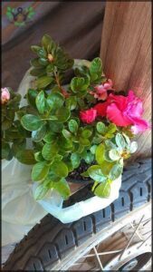 A potted plant with pink flowers sits on a tire.