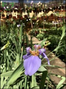 A purple flower with a yellow center is blooming in a garden.