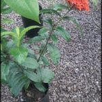 A red flower in a pot on a rocky surface.