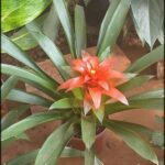 A red flower is blooming in a pot.