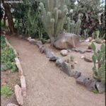 A rocky pathway is lined with cactus plants and rocks.