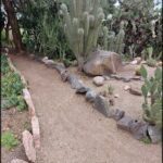 A rocky pathway is lined with cactus plants and rocks.