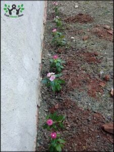 A row of pink flowers are planted in the dirt, growing in front of a white wall.