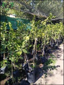 A row of trees in pots are lined up in a nursery.