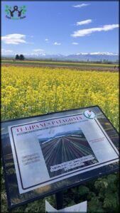 a sign in a field of yellow flowers with a blue sky