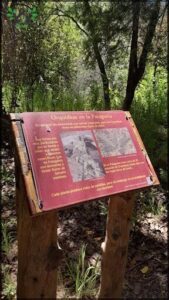 A sign in a forest with a picture of a plant on it.