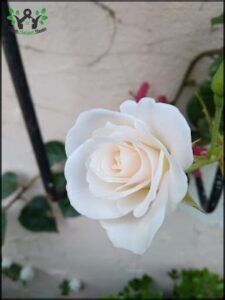 A single white rose blooms in a vase, surrounded by green leaves.