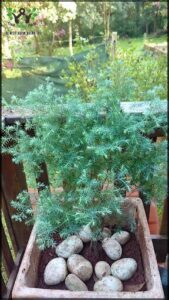 A small plant in a pot sits on a wooden deck.