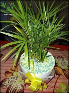 A small plant in a white bowl with a yellow ribbon around it.