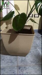 A small plant in a white pot.