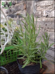 A small plant with green leaves is growing in a black pot.
