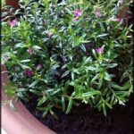 A small plant with purple flowers is growing in a pot.