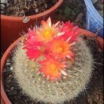 A small potted cactus with a flower blooming.
