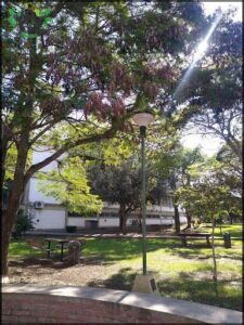 A street light stands in a park, illuminating the area.