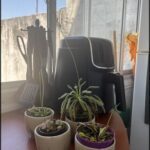 A table with a variety of potted plants, including a spider plant, is situated next to a window.