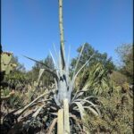 A tall cactus with a long spine stands in a garden.
