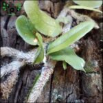 A tree branch with a green leaf and a white spine.