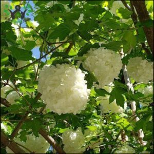 A tree filled with white flowers, creating a serene and picturesque scene.